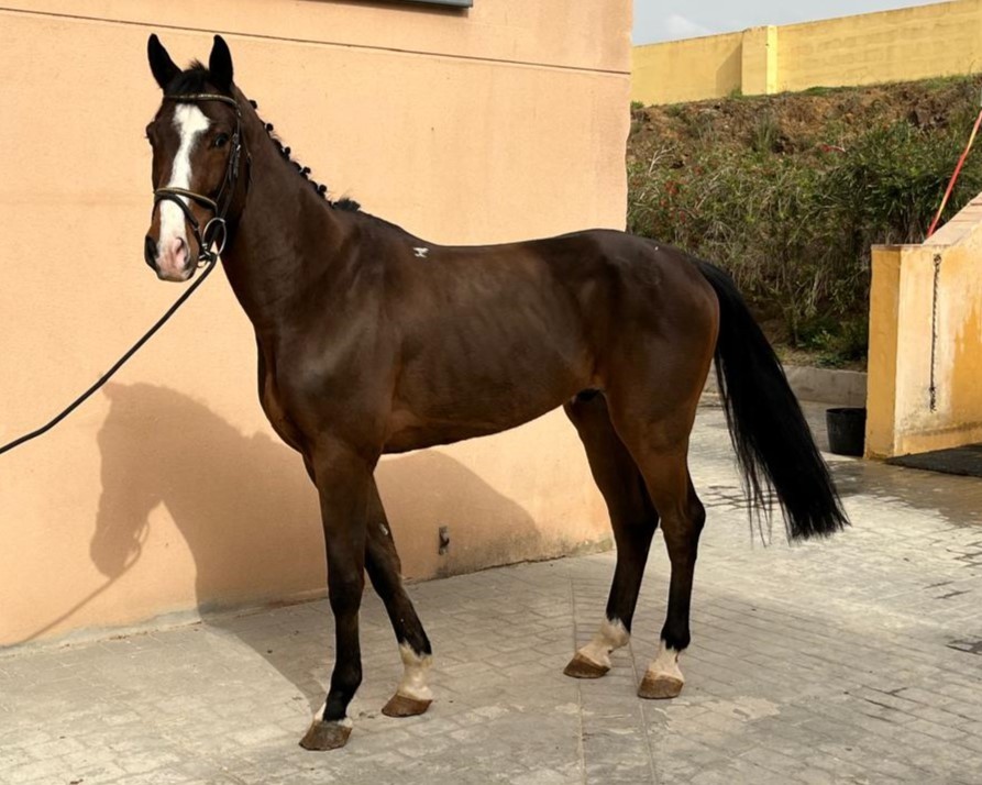horse